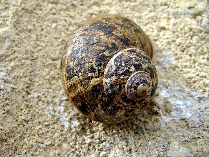 snail